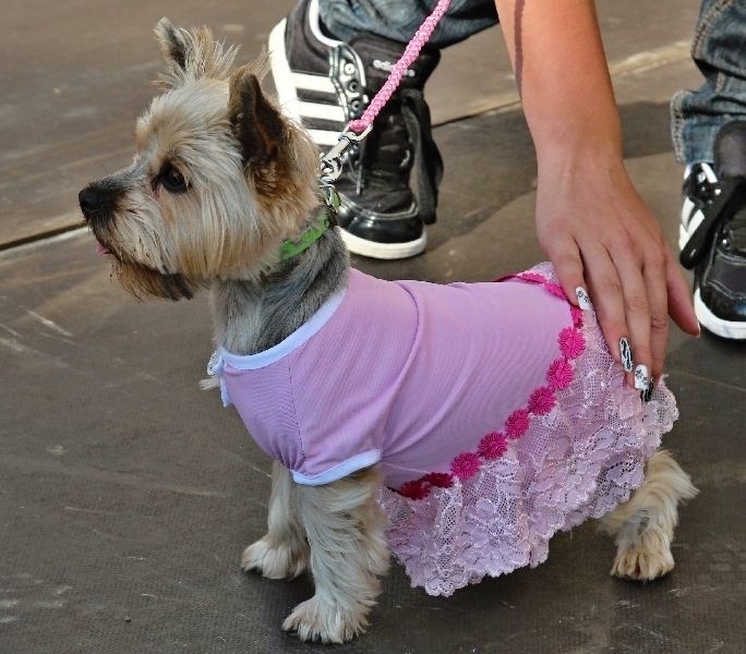 Šumperský Hafan 2012 - první módní psí přehlídka