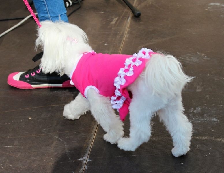 Šumperský Hafan 2012 - první módní psí přehlídka