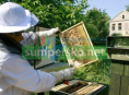 Letošní zimu v Česku přežilo víc včelstev než v předešlých letech