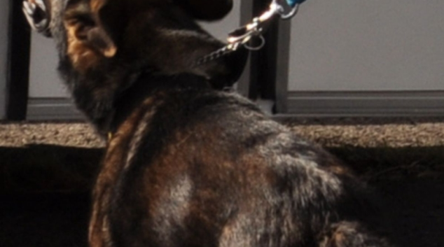 Pytlačil a psa použil, jako zbraň