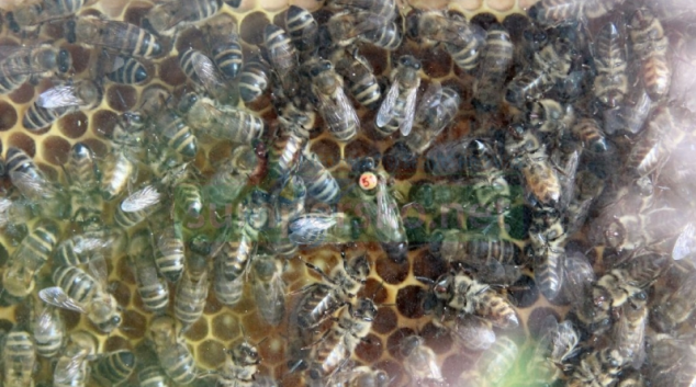 Začínající včelaři obdrží finanční podporu