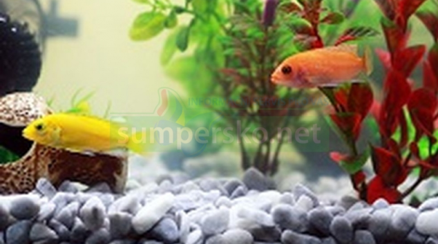 Na Moravě prodejci chovatelských potřeb nedbají na informace