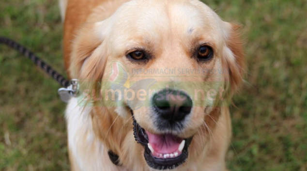 Šumperský hafan 2016: Oblíbená show není jen o klání pejsků