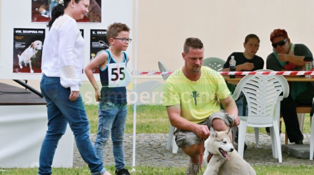 Šumperského hafana 2016 vyhrál čtyřměsíční pejsek Sunny