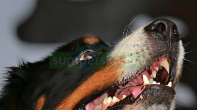 Letošní Hafan Sympťák získal mimo ceny i nádherný příběh