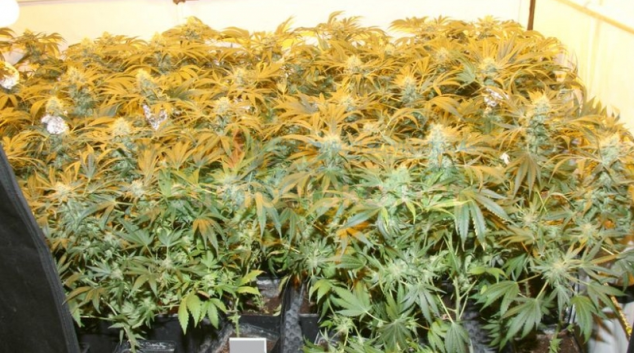 Olomoučtí kriminalisté zajistili indoorovou pěstírnu konopí v centru města