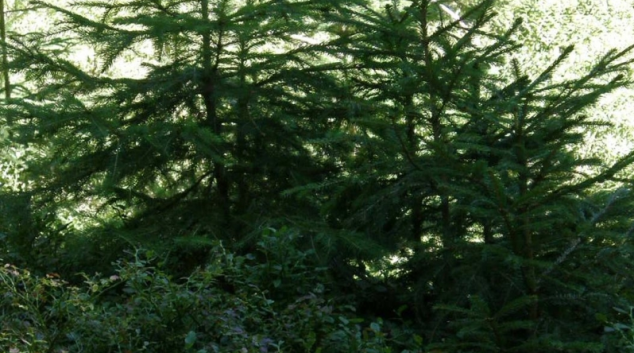 Jarní práce na zahradě jsou zde - zloději ukradli 45 stromků