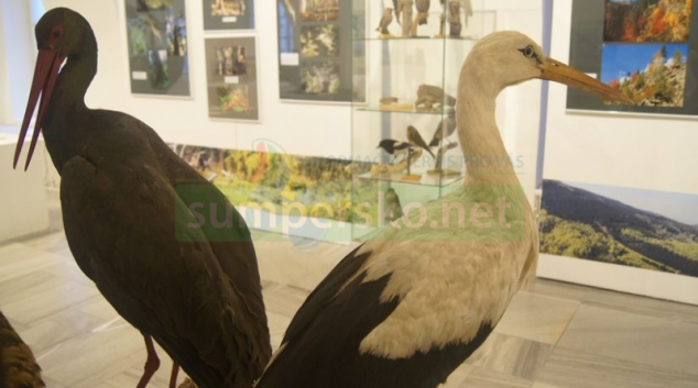 Divoká krása Jeseníků