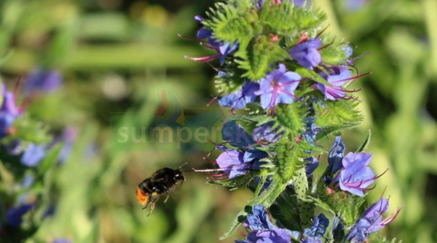 Hejtmanství poskytne dotace začínajícím včelařům