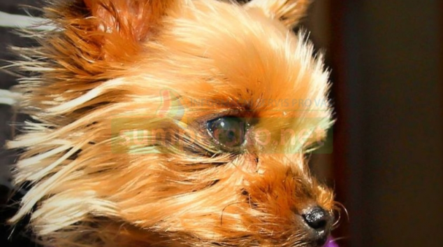 Žena z Jeseníku marně čeká na štěně ze zahraničí