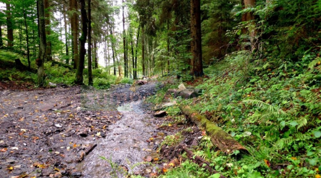Vycházka za lišejníky a mechorosty do Ostružné a okolí