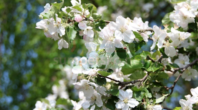 Májový polibek přišel mladíka draho
