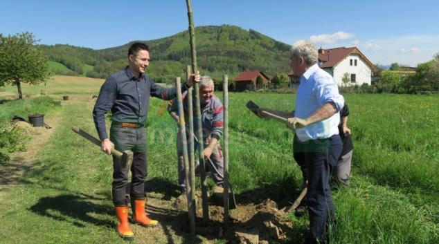 V Rapotíně obnovili historickou alej
