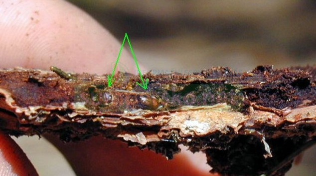 Oteplení probudilo kůrovce