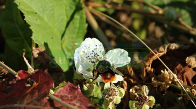 Hejtmanství rozdělí více dotací mezi začínající včelaře