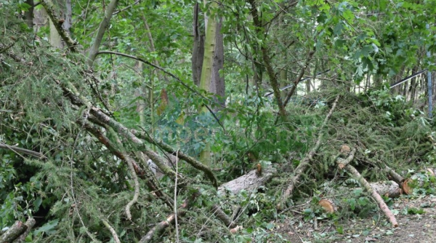 Kalamita v lesích je zatím vyčíslena na 25 milionů