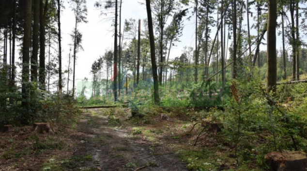 Hejtmanství vydalo zákaz vstupu do některých částí lesů v kraji