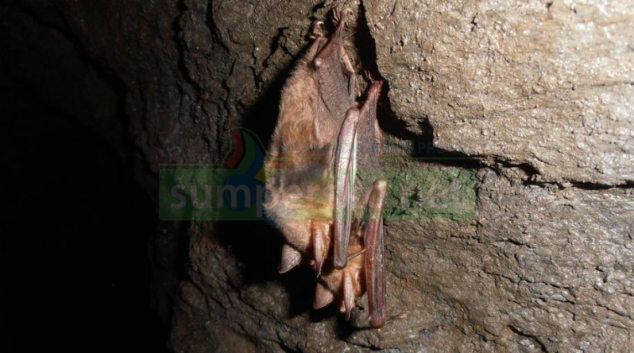 Netopýři Šumperska