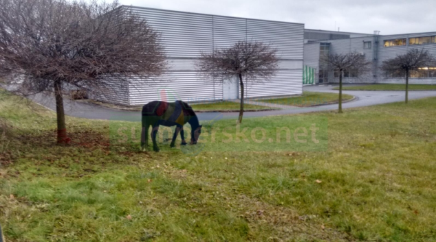 Po Šumperku pobíhal kůň bez jezdce