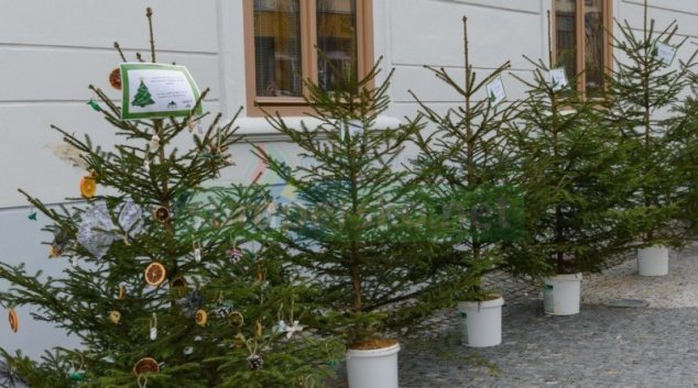 Do dětských zařízení včetně šumperského putují stromky zdarma
