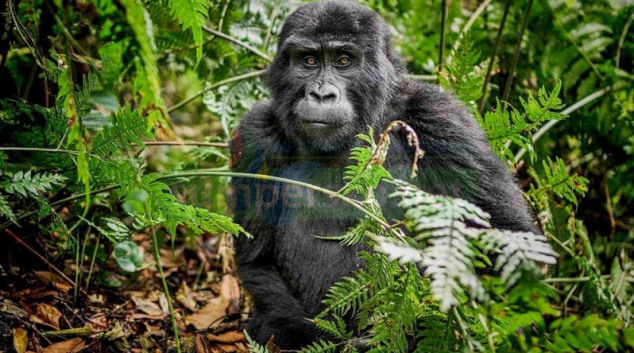 V zábřežském Retru představí cestovatel zážitky z Ugandy