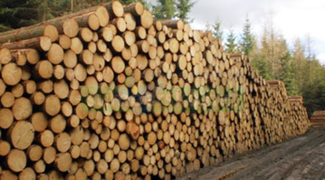 Čína má zájem o další české dřevo