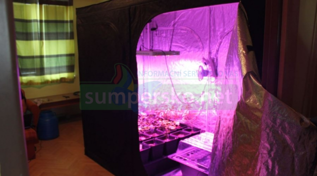 FOTO. Obývací pokoj si muž v Šumperku přetvořil na indoorovou pěstírnu