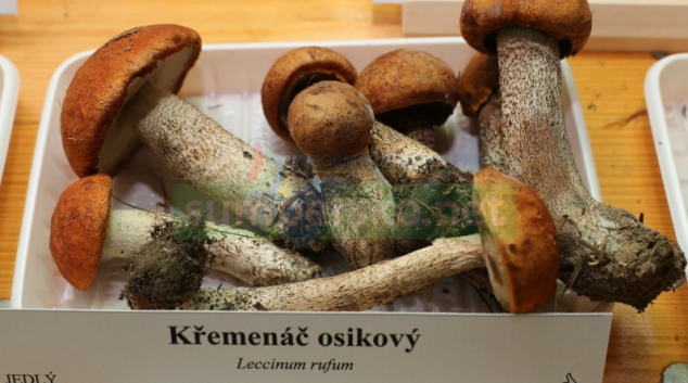 Strategie při sběru hub pro šumperskou výstavu se osvědčila