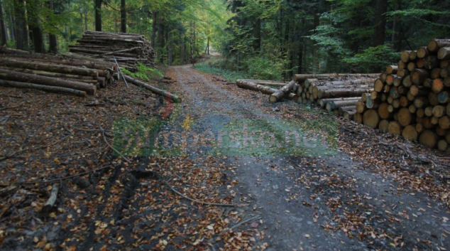 Zloděj na Šumpersku ukradl vytěžené smrkové dřevo