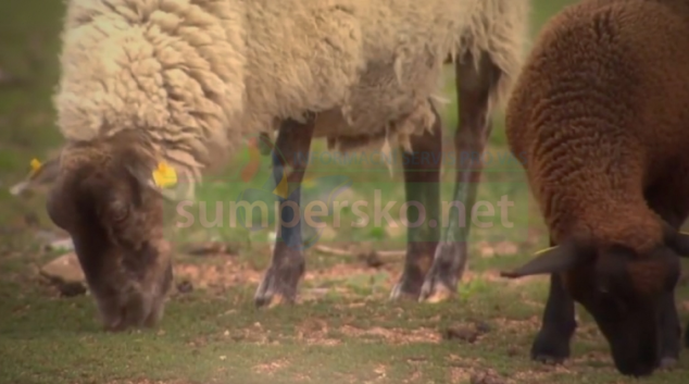 Z pastviny na Hanušovicku zmizely ovce