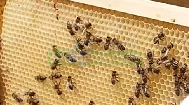 Muž ze Žulovska prodal včelstva, která již nevlastnil