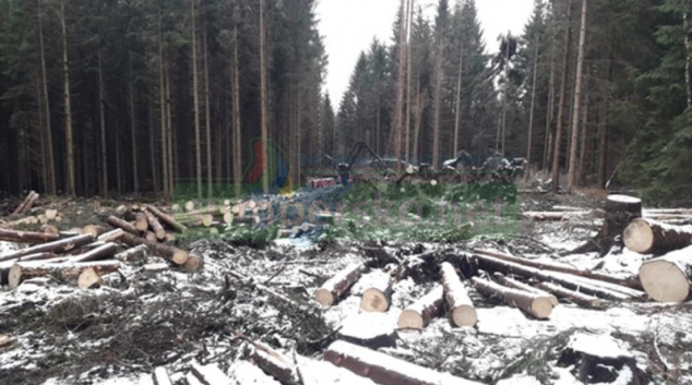 Asi milion stromů poškodila ve státních lesích vichřice Eberhard