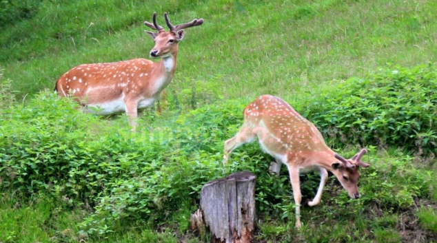 Pozor na lesní zvěř na Šumpersku!