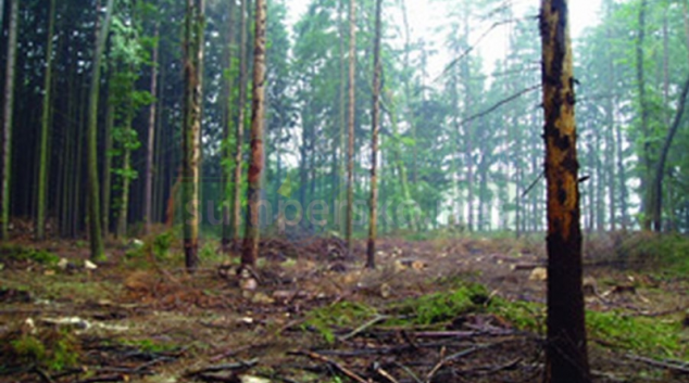 Začíná nová etapa boje s kůrovcem