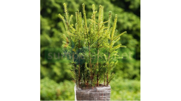 Chmaták ukradl stovky sazenic smrku ztepilého
