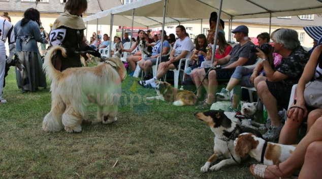 Šumperský hafan má před sebou jedenáctý ročník