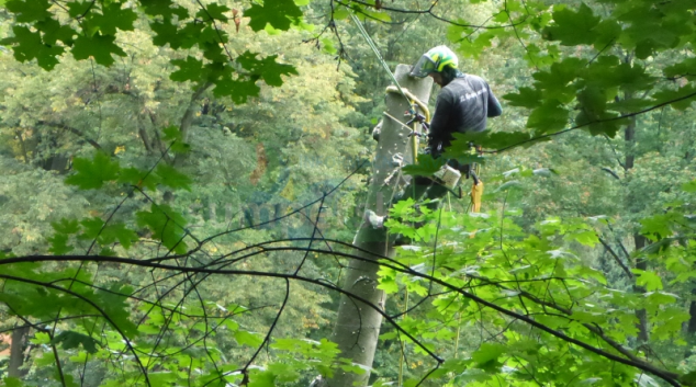 V parku ve Zbrašovských aragonitových jeskyních jsou tisíce kusů nové zeleně