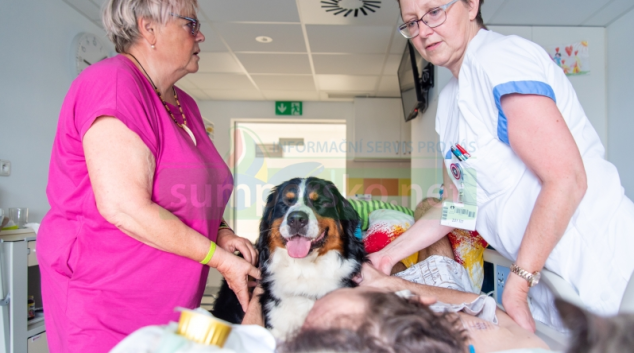 Domácí mazlíčci pomáhají také léčit