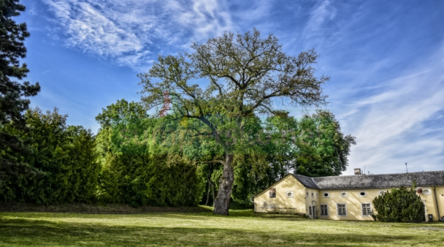 Strom z Olomouckého kraje je jediný zástupce v anketě