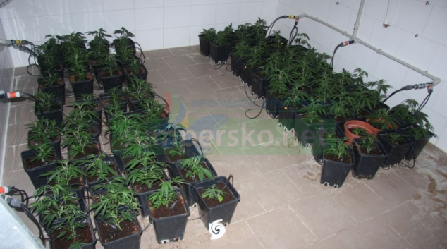 Místo „pěstitele“ sklidil konopí „TOXI“ tým