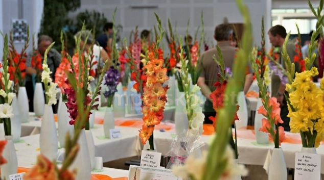 V Rapotíně připravují 57. ročník Výstavy mečíků