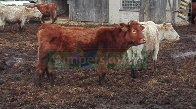 Farmářka na Šumpersku nezajistila dostatečné množství krmiva pro chovaný dobytek