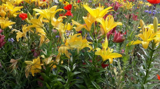 Další „kvetoucí záhony“ vzniknou v Šumperku