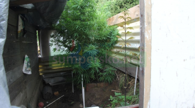 Muž ze Zábřežska pěstoval konopí na zahradě u rodinného domu