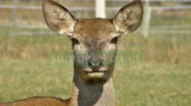 Na Šumpersku pozor na zvěř během jízdy