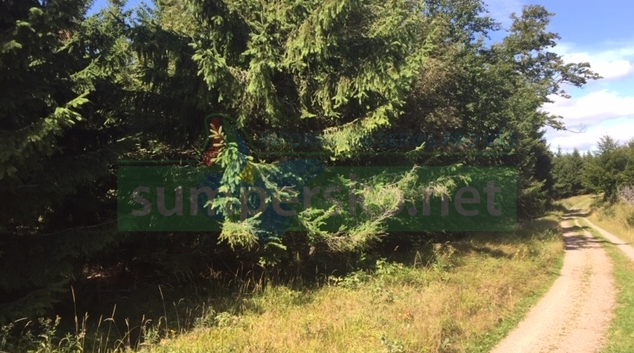 V září se začne soutěžit o zakázky těžby dřeva