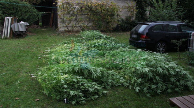 Pěstitel konopí kriminalisty sám na sebe upozornil