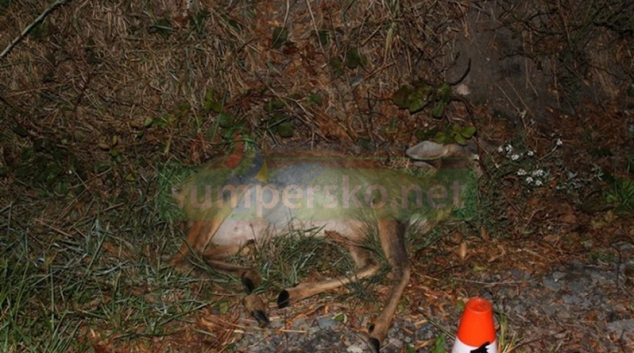 V kraji přibývá počet střetů se zvěří