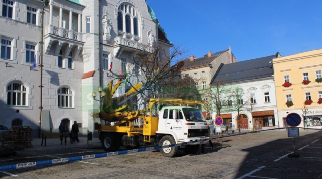 V Šumperku přesadili lípy vysazené u radnice v roce 1997