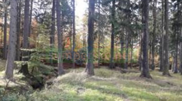 Hodnotí se přes 200 nabídek na provádění lesnických prací